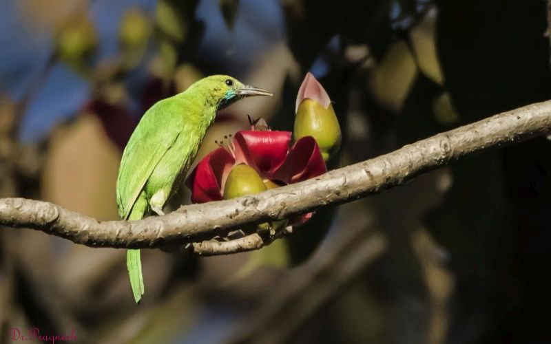 Perching Birds